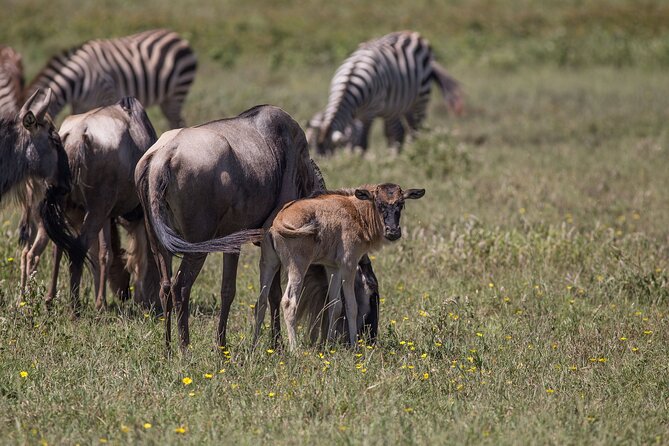 From Arusha: 5 Days Classic Safari Cats, Calves & Crater - Day 4: Ngorongoro Crater and the Big Five