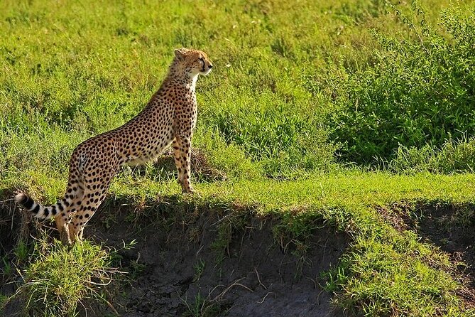 From Arusha: 5 Days Classic Safari Cats, Calves & Crater - Day 5: Returning to Arusha