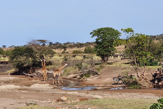 From Arusha: 5 Days Classic Safari Cats, Calves & Crater - Accommodation, meals, and what the price covers
