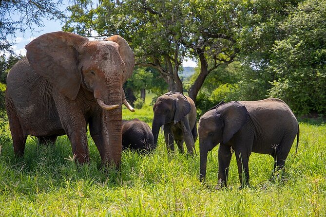 From Arusha: Tarangire and Ngorongoro Crater 3-Day Private Safari - Day one: Arusha to Tarangire’s baobab country