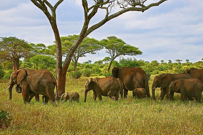 From Arusha: Tarangire and Ngorongoro Crater 3-Day Private Safari - Day three: breakfast and the return to Arusha