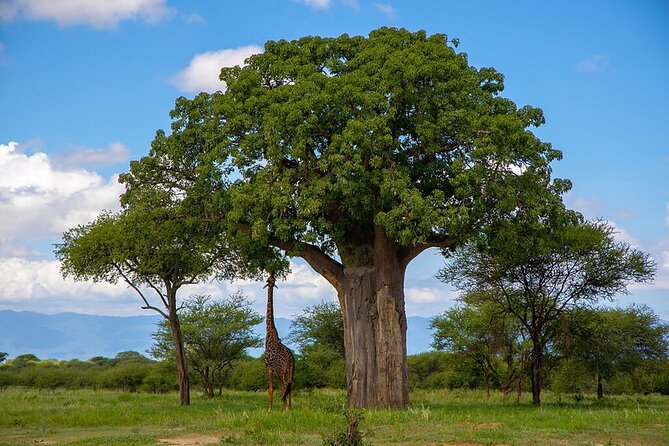 From Arusha: Tarangire and Ngorongoro Crater 3-Day Private Safari - Africa Safari Lake Manyara and the overnight pause