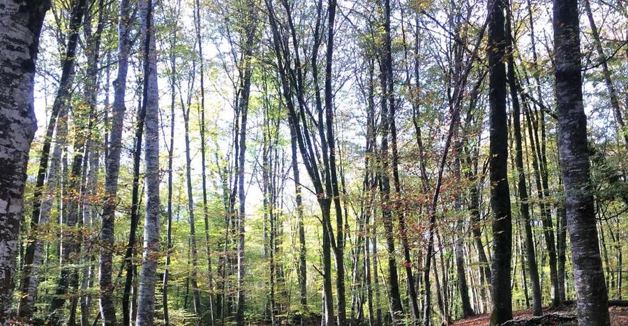 From Barcelona: Medieval Villages and Volcanic Hiking Tour - Leaving Barcelona for La Garrotxa