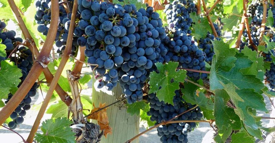 From Catania: Mount Etna Half-Day Tour and Wine Experience - Key points to know before booking