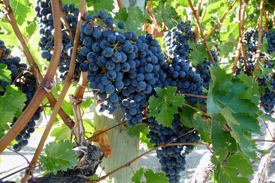 From Catania: Mount Etna Half-Day Tour and Wine Experience - Why this Catania to Etna day trip works