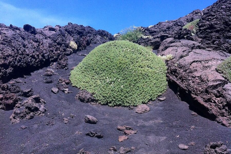 From Catania: Mount Etna Half-Day Tour and Wine Experience - The drive from Catania to Mount Etna
