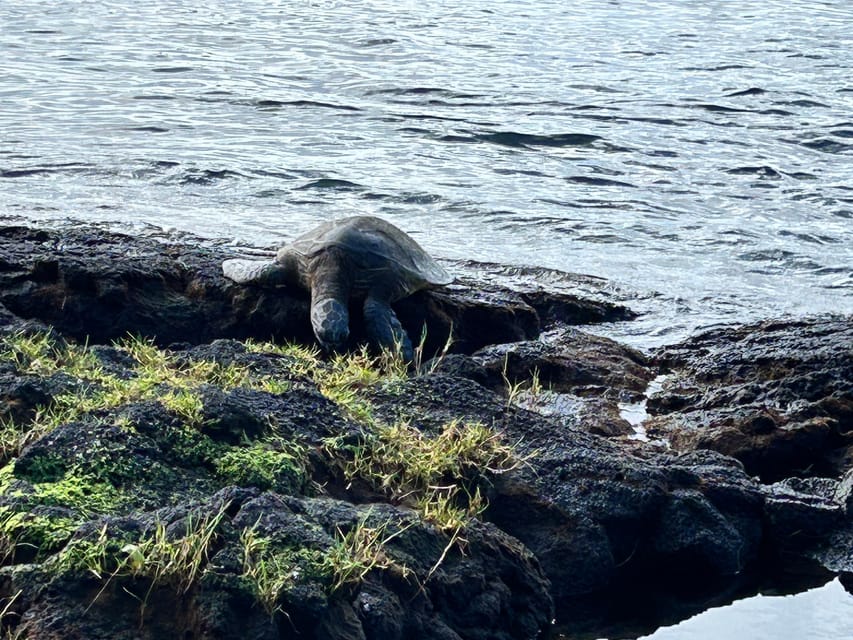 From Hilo: Hawaii Volcanoes National Park Tour - Who should book this experience?