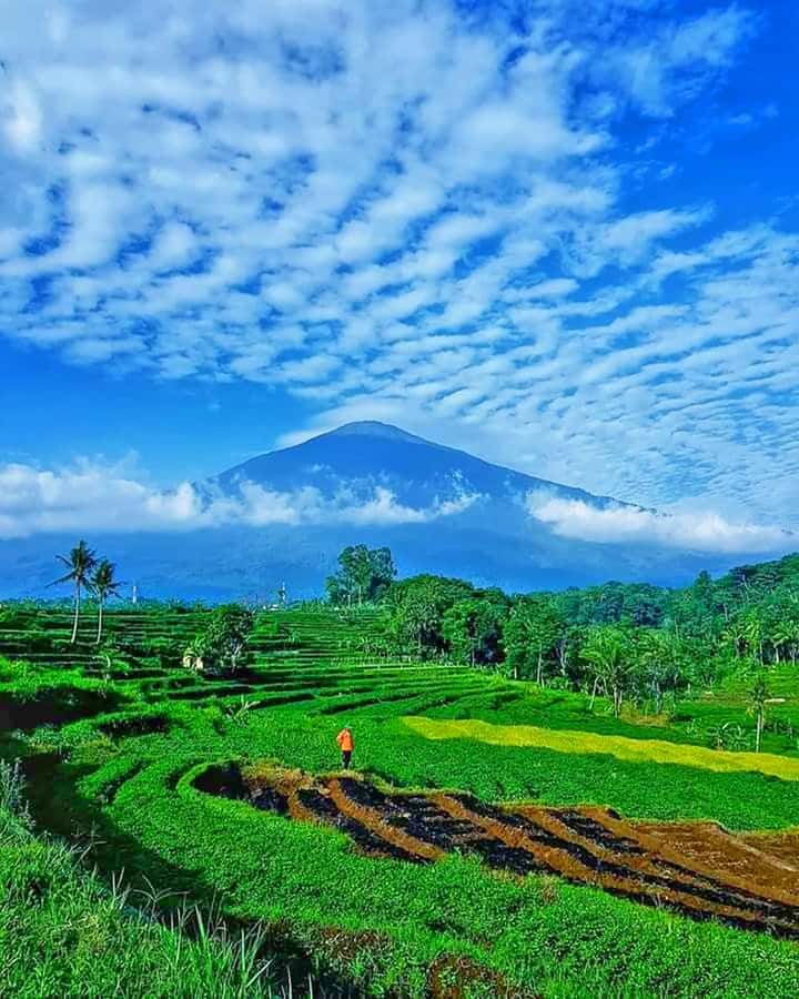 From Jakarta : Volcano, Tea & Rice Fields, Hot Spring - Fruit markets, honey pineapple, and rice fields