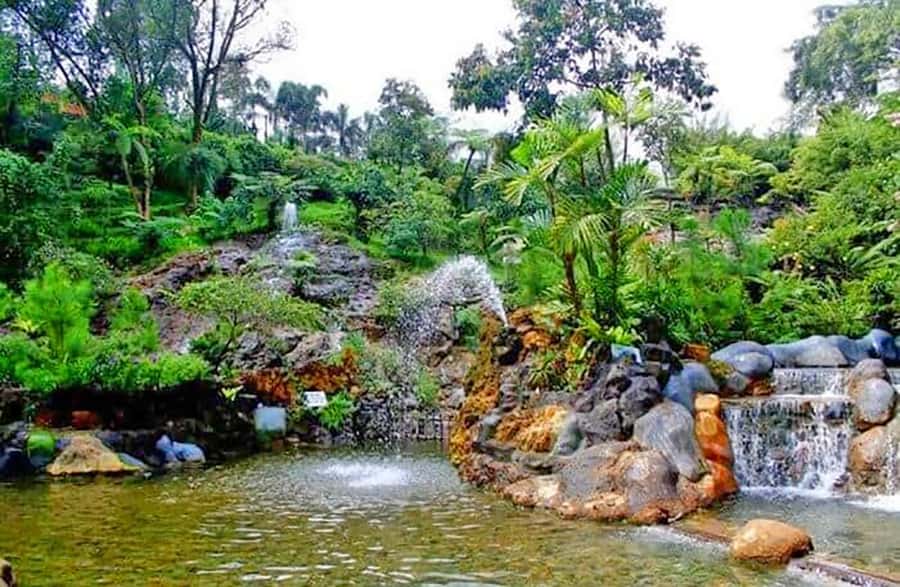 From Jakarta : Volcano, Tea & Rice Fields, Hot Spring - Tea fields around the volcano