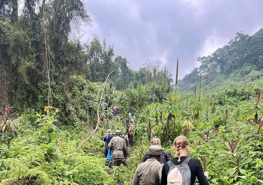 From Kigali: Bisoke Summit Trek, Crater Lake 1 Day Safari - The 4:30 AM drive from Kigali to Kinigi