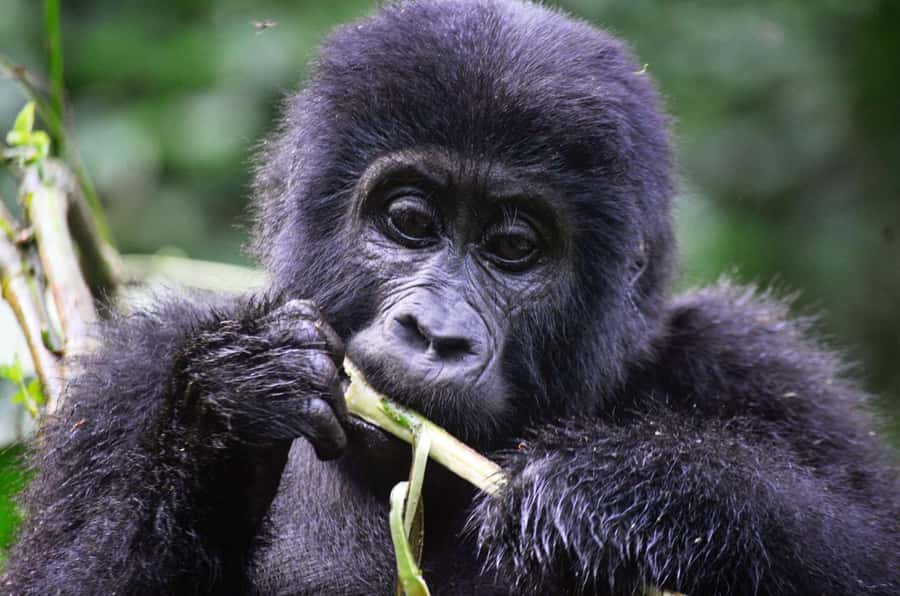 From Kigali: Volcanoes National Park Gorilla Trek with Lunch - Key points to know before booking