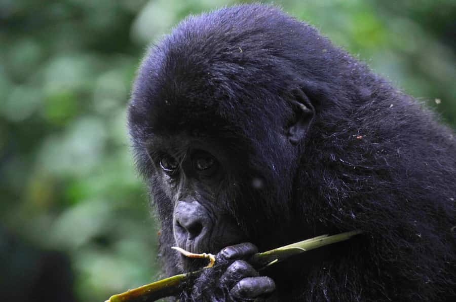 From Kigali: Volcanoes National Park Gorilla Trek with Lunch - Why this Rwanda gorilla day trip is so special