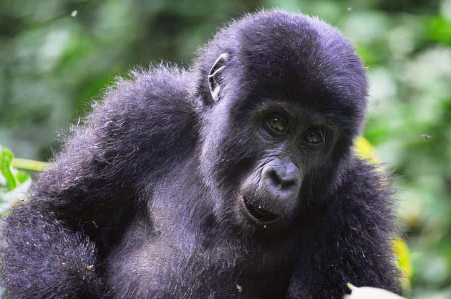 From Kigali: Volcanoes National Park Gorilla Trek with Lunch - Arriving at Volcanoes National Park
