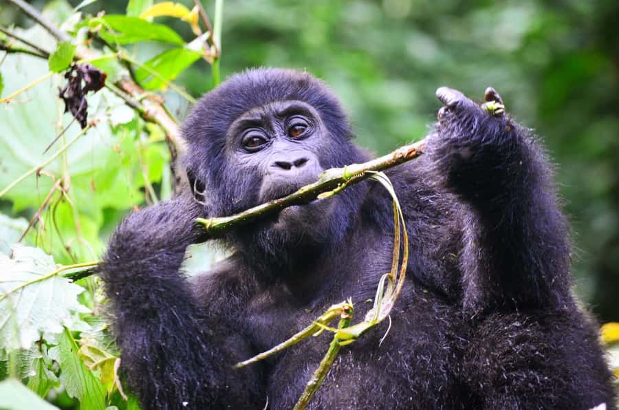 From Kigali: Volcanoes National Park Gorilla Trek with Lunch - Tracking the gorillas through the forest