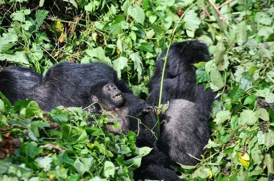 From Kigali: Volcanoes National Park Gorilla Trek with Lunch - One hour with the mountain gorillas