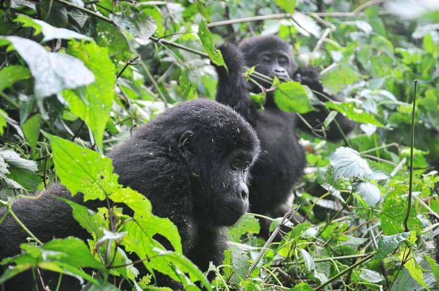 From Kigali: Volcanoes National Park Gorilla Trek with Lunch - What is included, and what you still pay for