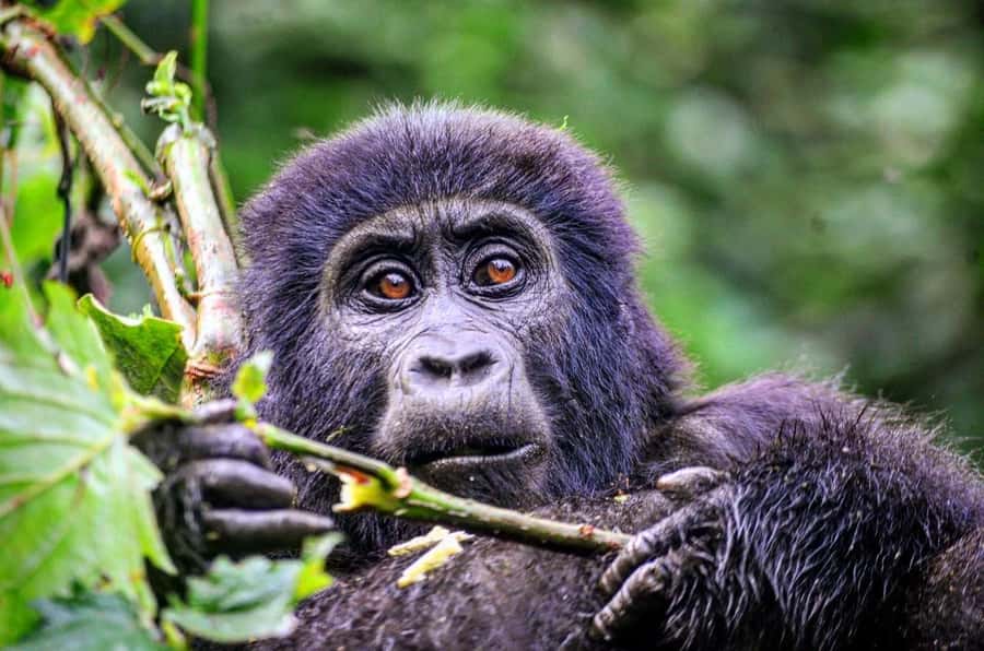 From Kigali: Volcanoes National Park Gorilla Trek with Lunch - The 4:30 am departure from Kigali