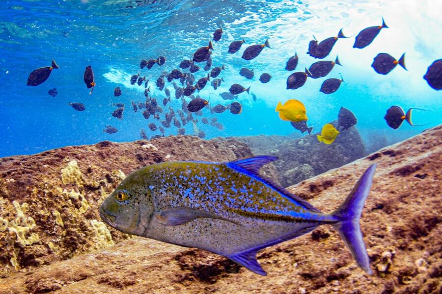 From Kihei: Molokini Crater and Turtle Town Snorkeling - Who should book this experience?
