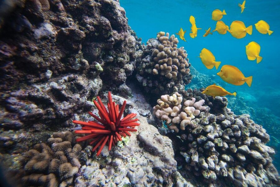 From Kihei: Molokini Crater and Turtle Town Snorkeling - Turtle Town and Hawaiian green sea turtles