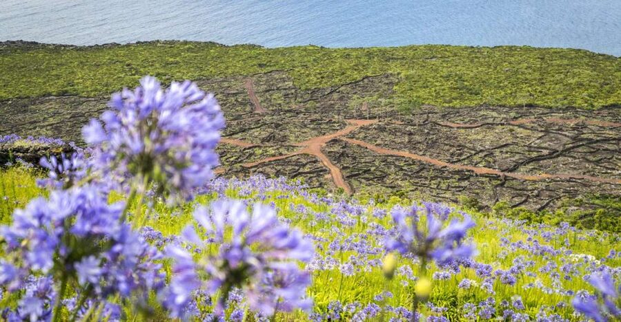 From Madalena: Pico Volcanoes and Lakes Guided Day Tour - Why this Pico day tour is worth considering