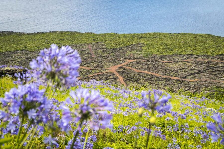 From Madalena: Pico Volcanoes and Lakes Guided Day Tour - Mountain House and Pico’s upper slopes