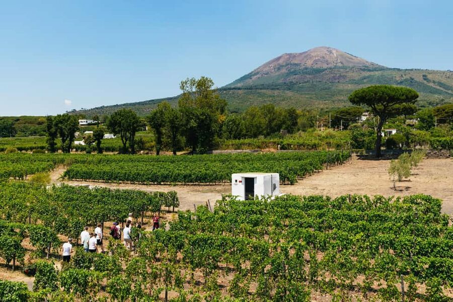 From Naples: Wine Tasting Tour on Vesuvius Slopes with Lunch - Key points at a glance
