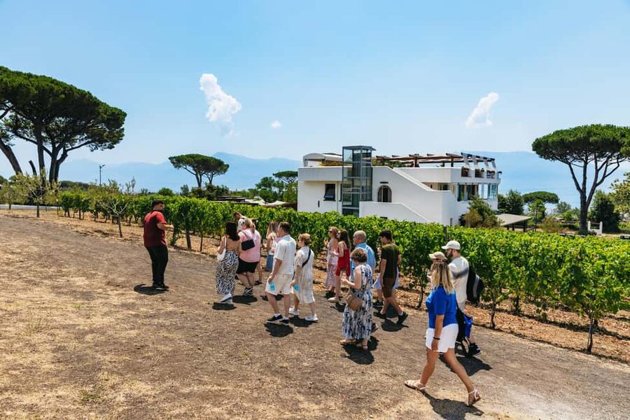 From Naples: Wine Tasting Tour on Vesuvius Slopes with Lunch - Should you book it?