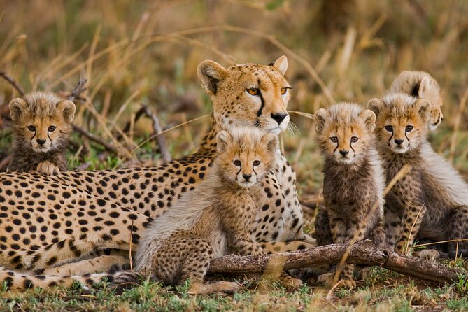 From Plains to Crater: 3-Day Midrange Safari in Northern Tanzania - A fast route from Arusha to two famous parks