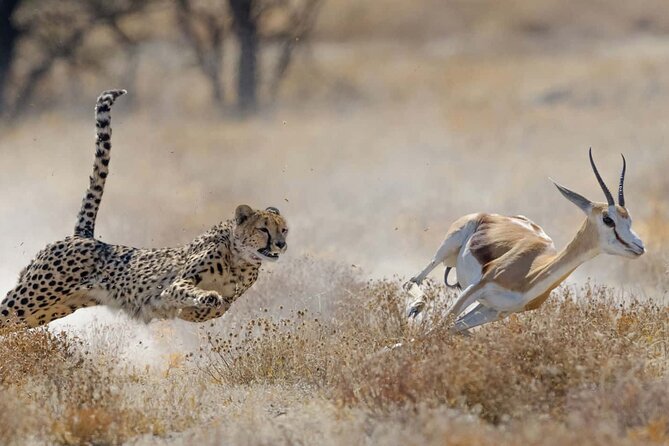 From Plains to Crater: 3-Day Midrange Safari in Northern Tanzania - The early start and physical demands