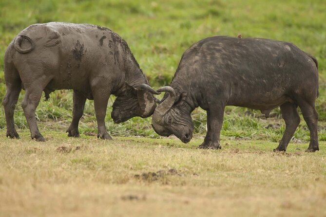 From Plains to Crater: 3-Day Midrange Safari in Northern Tanzania - Day 2: Entering the Ngorongoro Crater