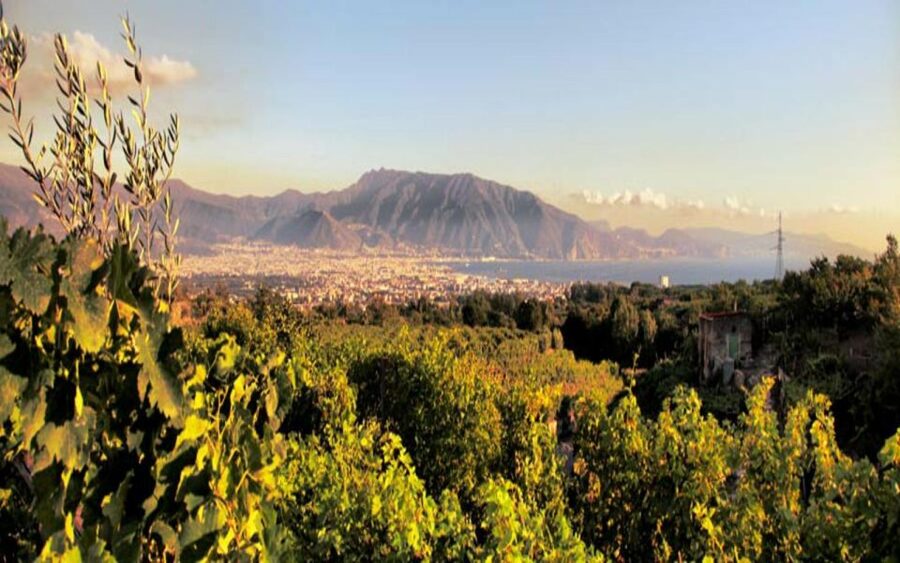 From Pompeii: Mount Vesuvius Wine Tasting and Lunch - Is $124 a fair price?
