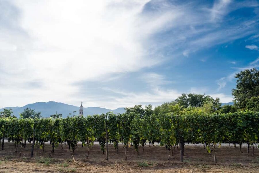 From Pompeii: Mount Vesuvius Wine Tasting and Lunch - Meeting at Pompei Scavi station