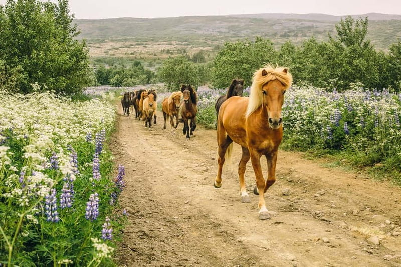 From Reykjavík: Icelandic Horse Riding Tour in Lava Fields - Arriving at Íshestar in Hafnarfjörður
