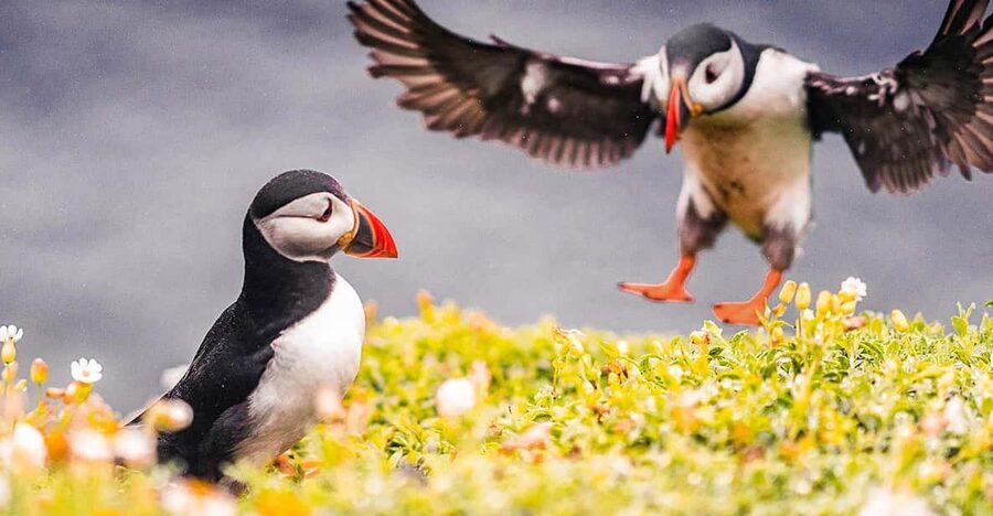 From Reykjavik: Puffin and Volcano Tour in Westman Islands - Five things worth knowing before you book