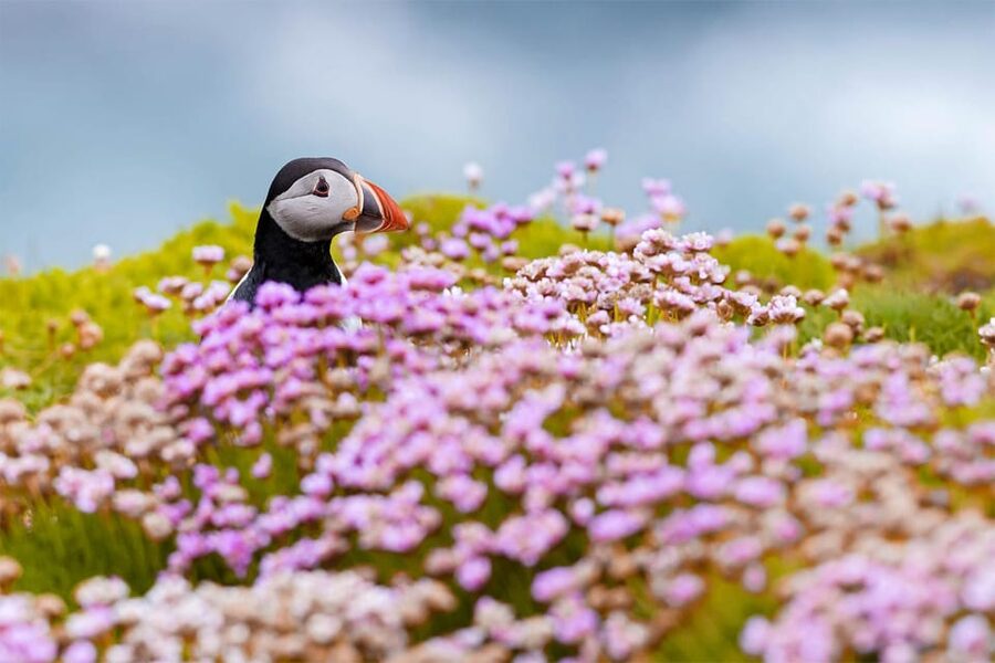 From Reykjavik: Puffin and Volcano Tour in Westman Islands - The return ferry and long ride back