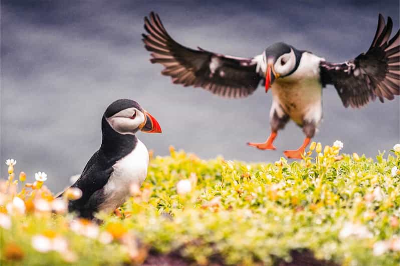 From Reykjavik: Puffin and Volcano Tour in Westman Islands - The 30-minute ferry to Vestmannaeyjar