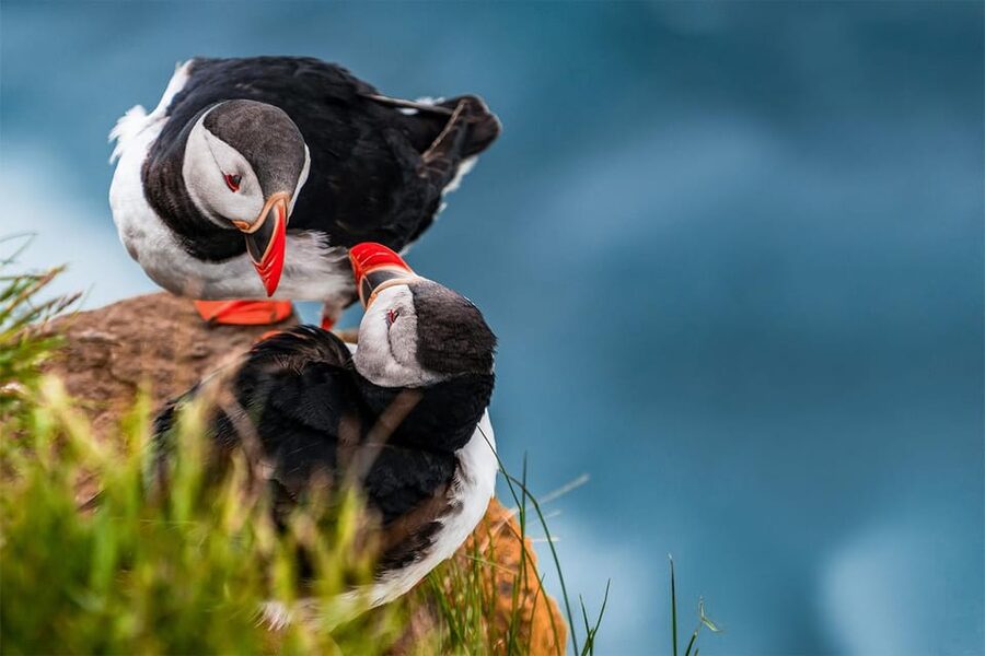 From Reykjavik: Puffin and Volcano Tour in Westman Islands - Eldheimar, the Pompeii of the North