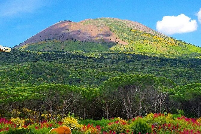 From Rome private guided tour to Pompeii and Vesuvius - Who will enjoy this day most