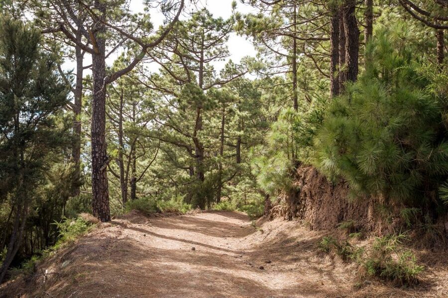 From Santa Cruz: Teide Volcano, Icod, & Garachico Tour - Practical tips for a better day