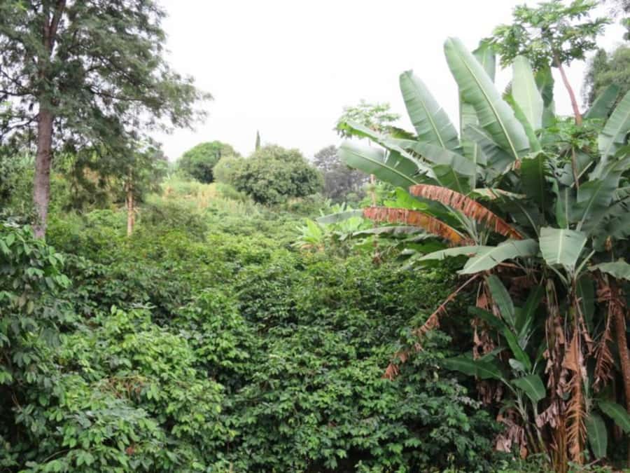 From São Filipe: Crater, Tastings & Historic Villages Tour - The road from São Filipe toward the volcano