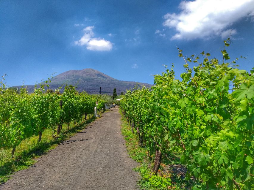From Sorrento: Mount Vesuvius Tour with Lunch & Wine Tasting - Key points to know before booking