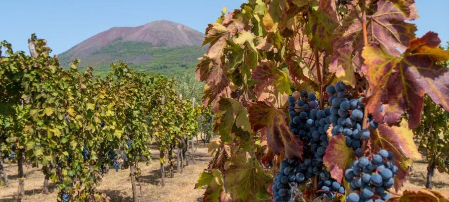 From Sorrento: Mount Vesuvius Tour with Lunch & Wine Tasting - Should you book it?