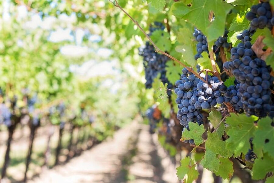 From Sorrento: Pompeii & Mt. Vesuvius Tour with Lunch & Wine - Who gets the best value