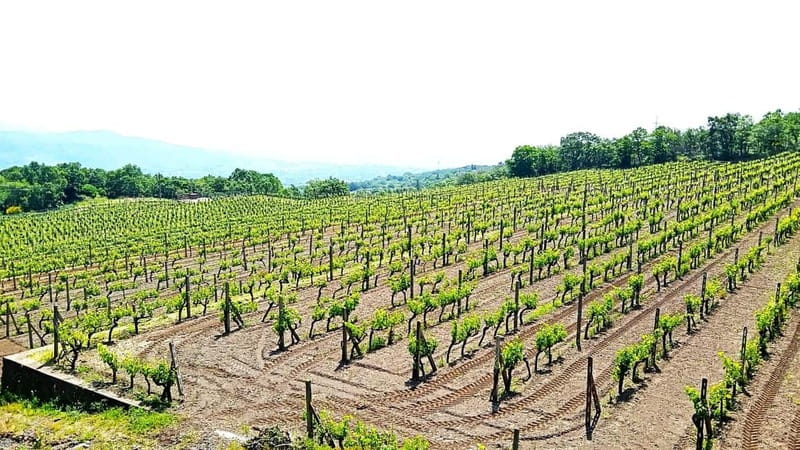 From Taormina: Etna Walking Tour and Wine Tasting in Winery - The short lava tunnel visit