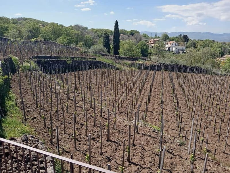 From Taormina: Etna Walking Tour and Wine Tasting in Winery - Should you book this Etna and wine tour?