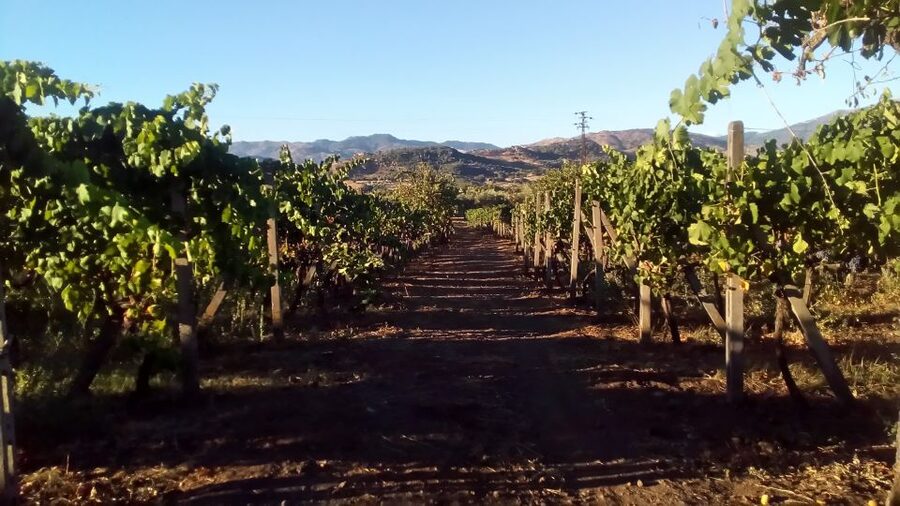 From Taormina: Etna Wineries Small Group Tour - Practical details that make the day easier