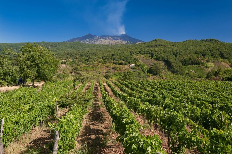 From Taormina: Private 3 Etna Wineries with Food & Wine - Final stop: broad views and local appetizers