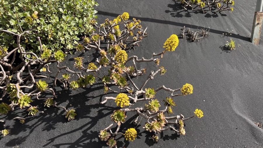 From Tenerife: Day Trip to La Palma Volcanic Landscapes - Tacande and Tajogaite show the force of 2021