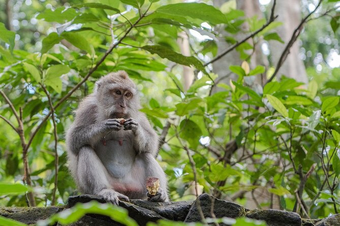 Full Day Kintamani Volcano View and Ubud Village Tour - Ubud Monkey Forest combines temples and thick greenery