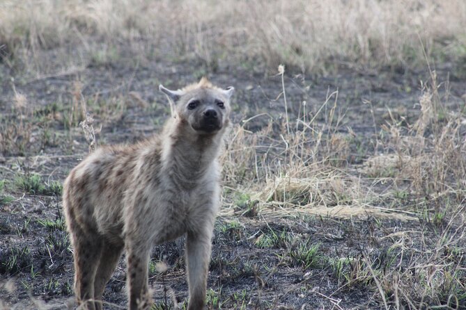 Full-Day Ngorongoro Crater private tour - The game drive and what makes the crater special